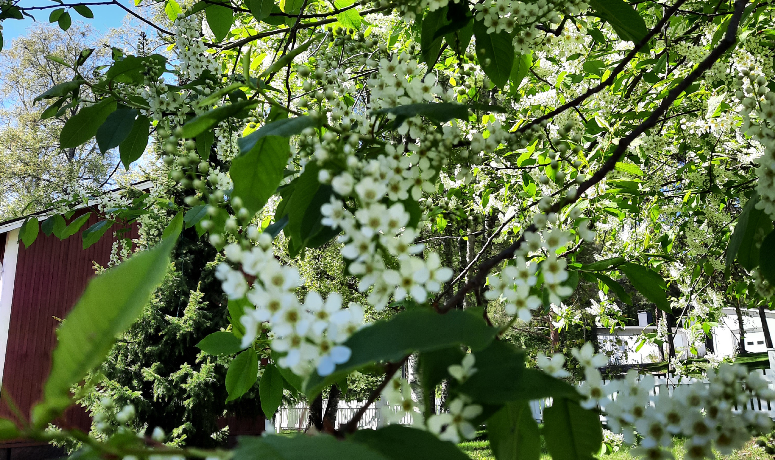 Kuvassa on tuomipuun kukkia.